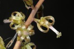 Drimia elata