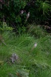 Drimia elata