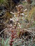 Drimia elata
