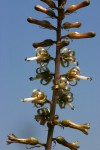 Drimia elata