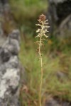 Drimia elata