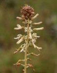 Drimia elata