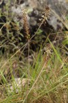 Drimia elata