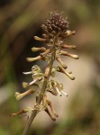 Drimia elata