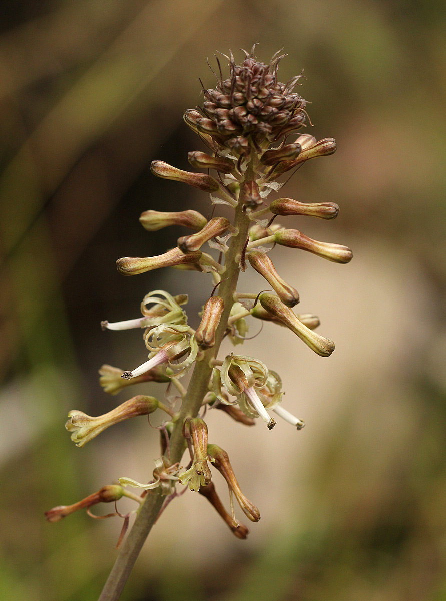 Drimia elata