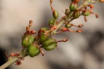 Drimia elata