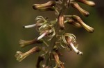 Drimia elata