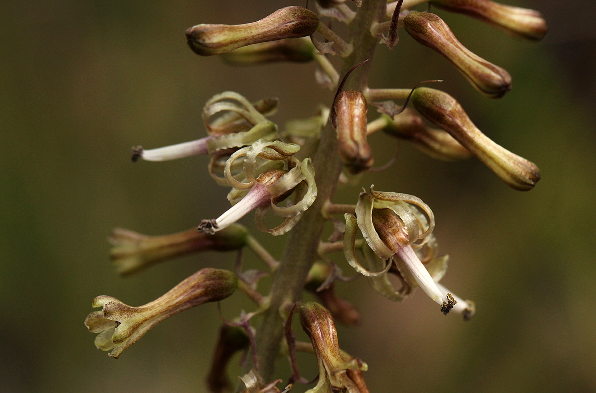 Drimia elata