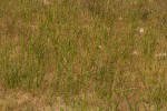 Dipcadi longifolium