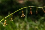 Dipcadi longifolium