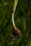 Dipcadi longifolium