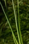 Dipcadi longifolium