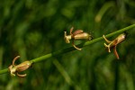 Dipcadi longifolium