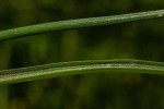 Dipcadi longifolium