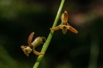 Dipcadi longifolium