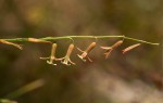 Dipcadi longifolium
