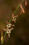 Dipcadi longifolium