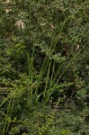 Dipcadi longifolium