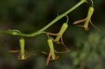 Dipcadi longifolium
