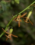Dipcadi longifolium