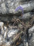 Merwilla lazulina