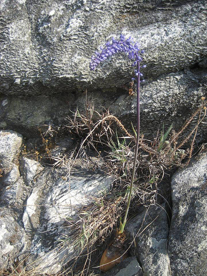 Merwilla lazulina