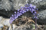 Merwilla lazulina