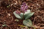 Ledebouria sandersonii