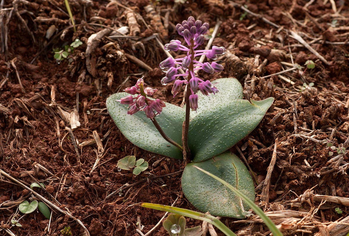Ledebouria sandersonii