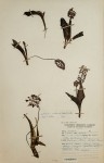 Ledebouria sandersonii