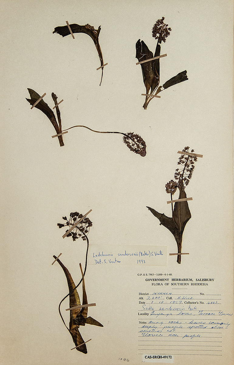 Ledebouria sandersonii