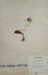 Ledebouria sandersonii