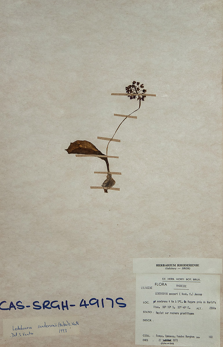 Ledebouria sandersonii