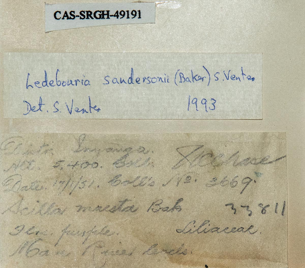 Ledebouria sandersonii