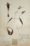 Ledebouria sandersonii