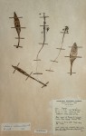 Ledebouria sandersonii