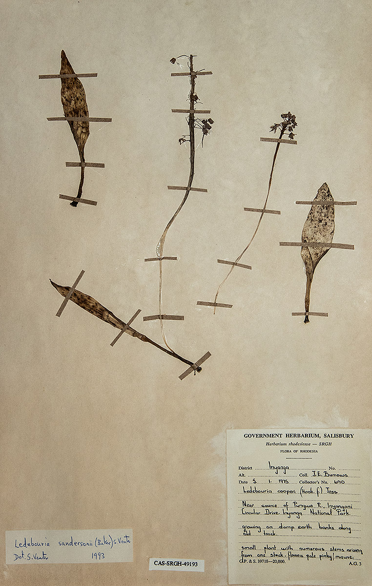 Ledebouria sandersonii