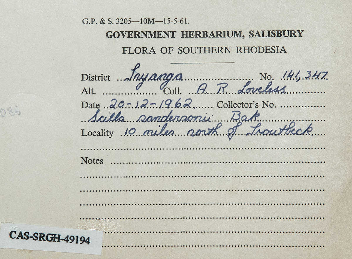 Ledebouria sandersonii
