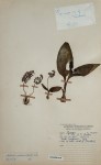 Ledebouria sandersonii