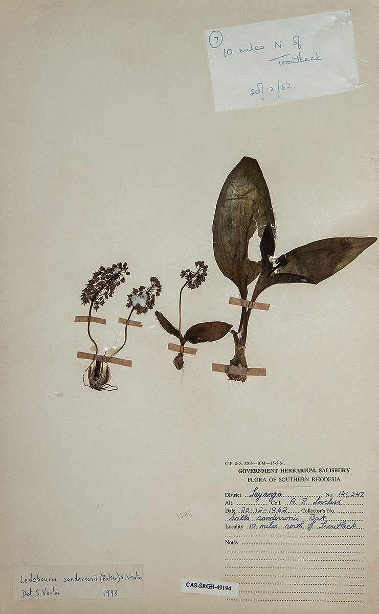 Ledebouria sandersonii