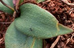 Ledebouria sandersonii