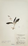 Ledebouria sandersonii
