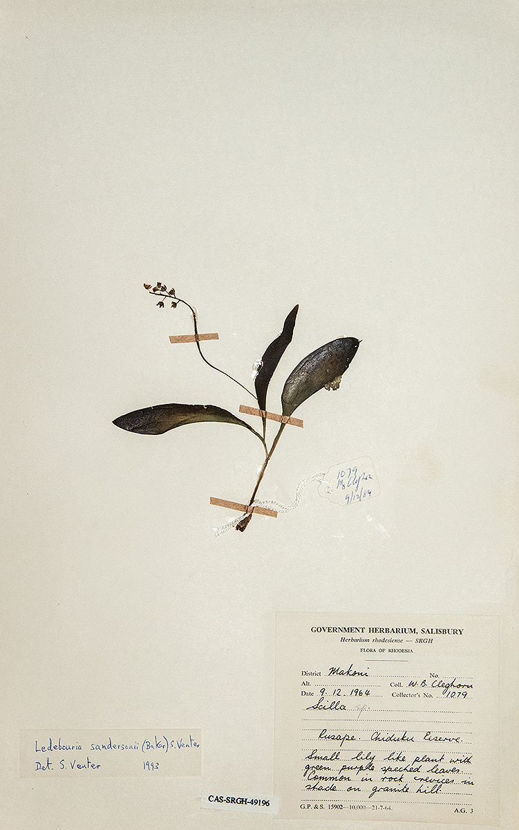 Ledebouria sandersonii