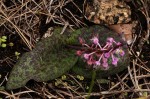Ledebouria sandersonii