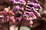Ledebouria sandersonii