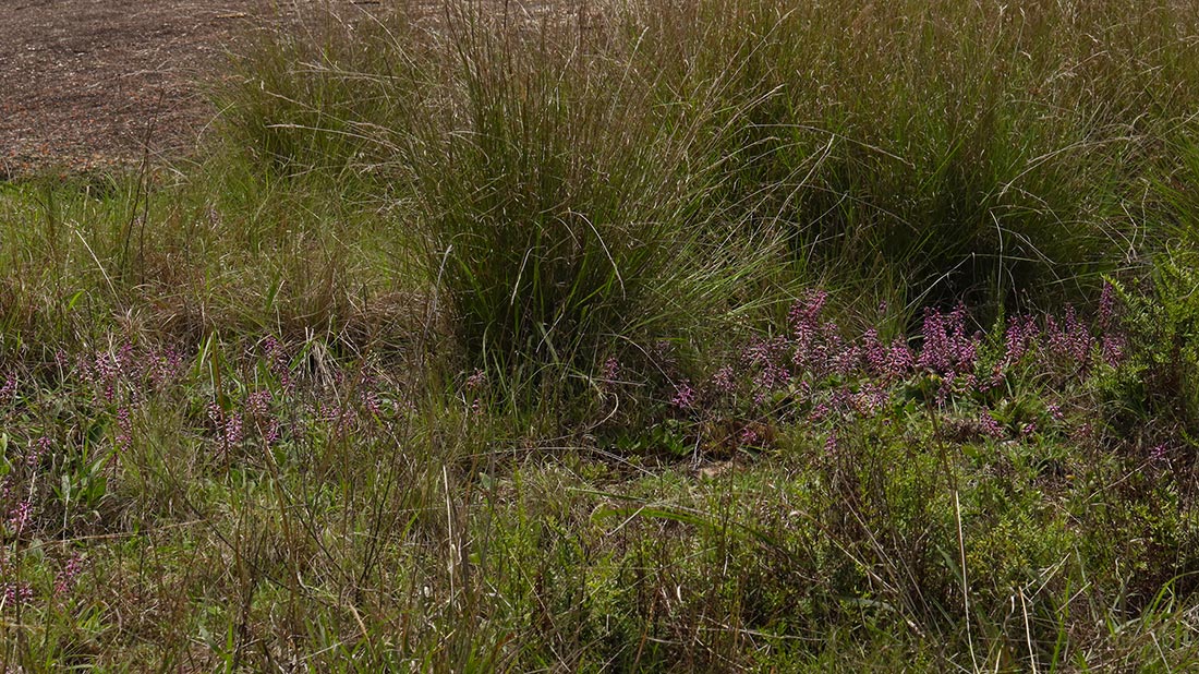 Ledebouria sandersonii