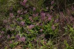 Ledebouria sandersonii