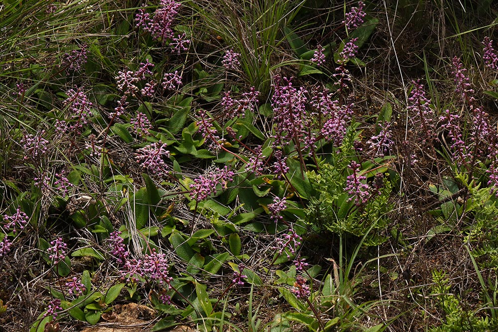 Ledebouria sandersonii
