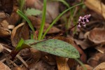 Ledebouria sandersonii