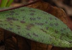 Ledebouria sandersonii